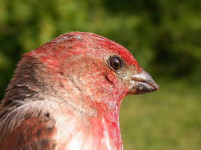 Common Rosefinch, Sundre